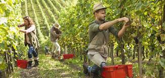 Le premier emploi est un moment particulier dans une carrière. L Emploi Saisonnier Enjeux Et Perspectives France Strategie