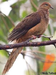 Brown Cuckoo Dove Macropygia Phasianella Australian Birds Canary Birds Bird Species