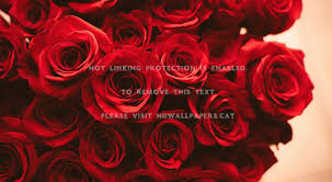 Hd wallpapers and background images. Red Rose Aesthetic Wallpapers On Wallpaperdog