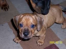 Lilac tri english bulldog puppy. Dachshund X French Bulldog Puppies Pets Lovers