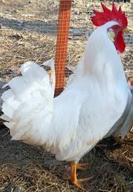 White Leghorn Chickens