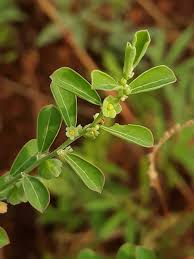 Image result for Phyllanthus mendesii