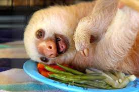 Pin On Sloth Love