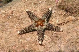 Image result for Neoschumannia cardinea