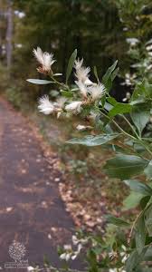 Image result for Nidorella ivifolia