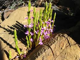 Image result for Striga gesnerioides