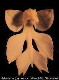 Image result for Habenaria galpinii