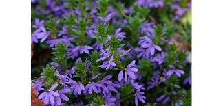 The plants will die at the first hint of frost, but it's easy to pot up a few cuttings for the next season. Scaevola Costa Farms