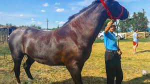 Profita de preturile avantajoase in suceava in centru sau spre periferie. The Maze Game Cai Grei Cai De Tractiune Cai De Vanzare Proprietar Tibireac Ion