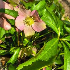 Image result for Rogiera amoena