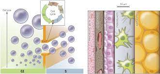 We did not find results for: On Being The Right Cell Size Science