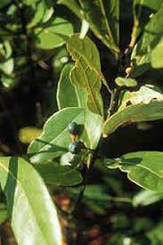 Image result for Pseudoeriosema borianii