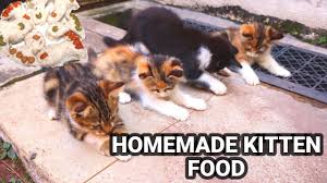 making homemade cat food for street