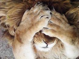 A Cup Of Jo Why Do Kids Cover Their Eyes When Hiding Cute Animals Animals Lions