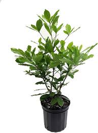 Image result for Synsepalum revolutum