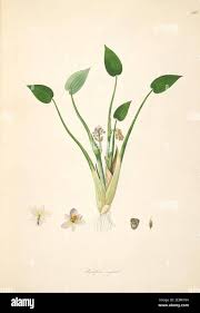 Image result for Monochoria