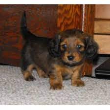 Maybe you would like to learn more about one of these? Heartland Dachshunds Of Southern Illinois Dachshund Breeder In Mount Vernon Illinois