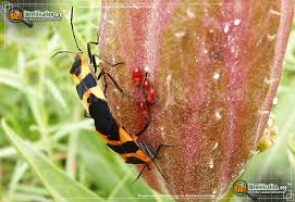 Large Milkweed Bug