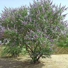 Vitex Tree For Sale Desert Trees Vitex Tree Pepper Tree Patio Trees