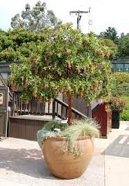 Strawberry tree, cane apple, dalmatian strawberry, killarney strawberry tree. Marina Strawberry Trees For Sale Fastgrowingtrees Com