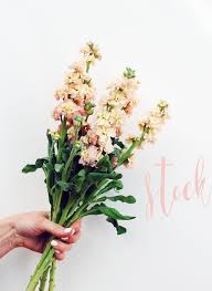 Saturn is a peculiar name for a baby boy, but not entirely unusable. Beautiful Flowers For Autumn Decor Report