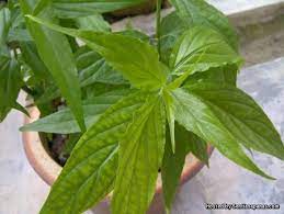 This medical herb is commonly known as sabah snake grass(ssg), daun belalai gajah, 憂遁草(忧遁草) or clinacanthus nutans. Daun Belalai Gajah Mampu Merawat Kanser Sentiasa Panas