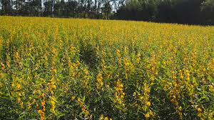 Field of flowers boca raton classes. Photo Opportunities Kai Kai Farm