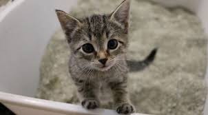 Kedi Bakiminda Veterinere Goturmeden De Yapilacak Alternatif Uygulamalar Eksi Seyler