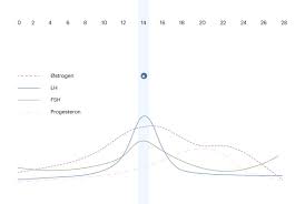 .av follikkelfasen (rett etter mensen), og deretter igjen midt i syklusen (under eggløsning). Syklusguiden Dette Skjer Med Kroppen Din Maja