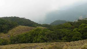 Image result for Helixanthera schizocalyx