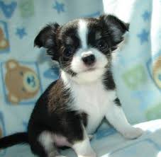 However, free chihuahua dogs and puppies are a rarity as rescues usually charge a small adoption fee to cover their expenses (usually less than $200). Cute Teacup Chihuahua Puppies For Adoption Batesville Ar Asnclassifieds Puppy Adoption Chihuahua Puppies Teacup Chihuahua Puppies