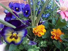 Up Close Pansies Cosmic Marigolds Spikes Lobelia In Our Container Garden Flowers Minnesotabedandbreakfast Dulut Container Gardening Diy Garden Flowers