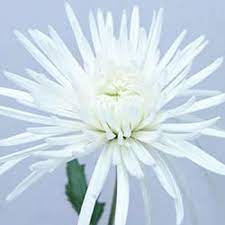 Super White Spider Mum Flower Delistar Fiftyflowers Com Mums Flowers Spider Mums Flowers For Everyone