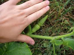 We did not find results for: Male And Female Squash Blossom Pictures Organic Gardening Garden Veggies Squash Blossom