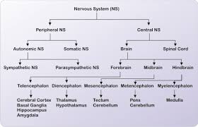 Explain The Divisions Of Nervous System Studyrankersonline