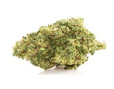 Washington — the food and drug administration said it cannot conclude cannabidiol (c.b.d.) is generally recognized as safe (gras) for use in human or animal food, because of a lack of scientific. Der Beste Onlineshop Fur Cbd Gras Justbob