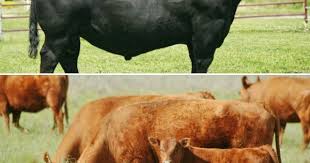 Black And White Cow Breeds Australia Aberdeen Angus Black And Red Aberdeen Angus Cattle Breeds