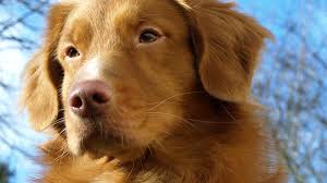 The nova scotia duck tolling retriever club (usa) feels strongly that all tollers should have these innate abilities, and encourages all tollers to prove them by passing an approved nova scotia duck tolling retriever club (usa) field test. Unsere Hundezucht Retrieverhof