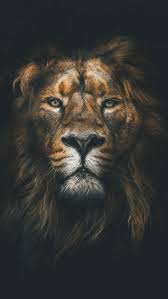 ¿qué es un fondo de pantalla de león? Fondos De Pantalla Leon Negro Leones Big Cat Felidae Carnivoro Imagenes Y Fotos Gratis