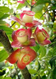 Check spelling or type a new query. Pin On Flowers