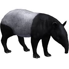 Borrowed from french tapir, from old tupi tapi'ira. Malayan Tapir Aurora Designs Zt2 Download Library Wiki Fandom