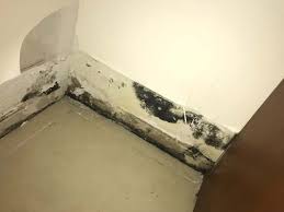 Maybe you would like to learn more about one of these? Can Mold Kill You