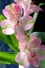 Pin On Colour Pink