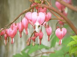 Here presented 54+ flowers and hearts drawing images for free to download, print or share. Bleeding Heart Flowers Arch Photograph By Pamela Patch