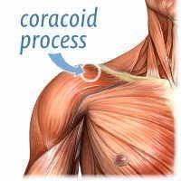 Anatomical Illustration Showing The Location Of The Coracoid Process On A Superficial Dissection Of The Shoulder Frozen Shoulder Shoulder Frozen