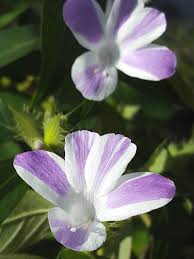 Image result for Barleria