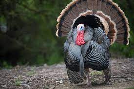 Linking the european and asian continents as geographical location, turkey is a peninsula in 1923 mustafa kemal ataturk founded the republic of turkey. Wild Facts About Wild Turkeys Birdwatching