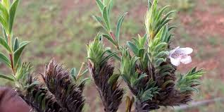 Image result for Lepidagathis