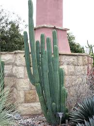 However, of course, you would like to know by now what this heavenly plant. San Pedro Cactus Trichocereus Pachanoi Urban Xeriscape