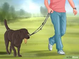 Bir Kopek Nasil Egitilir Wikihow